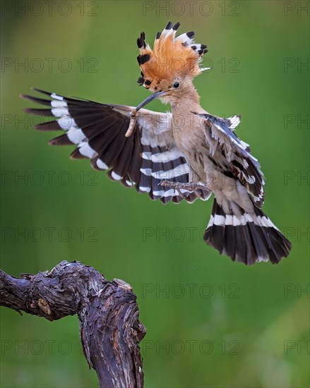 Hoopoe (Upupa epops) flying, approaching, landing on Grape vine, Bird of the Year 2022, with caterpillar as food, crested, sunrise, flower meadow, Middle Elbe Biosphere Reserve, Saxony-Anhalt, Germany, Europe