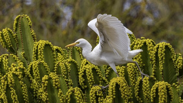 Cattle egret (Bubulcus ibis) on cactus hunting for flies, foraging, hunting, flowering cacti, Fuerteventura, Spain, Europe