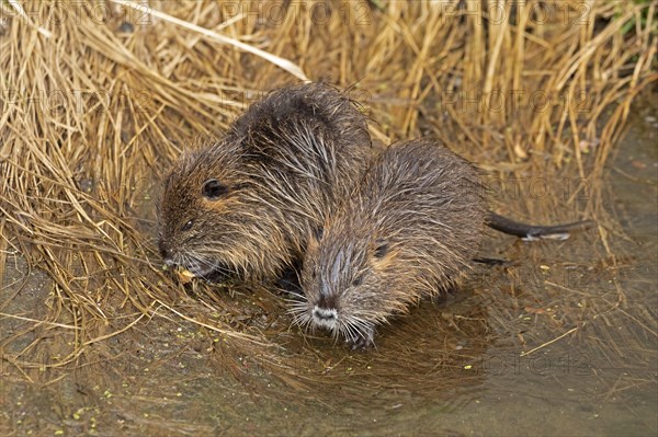 Two Nutria (Myocastor coypus) young animals, Wilhelmsburg, Hamburg, Germany, Europe