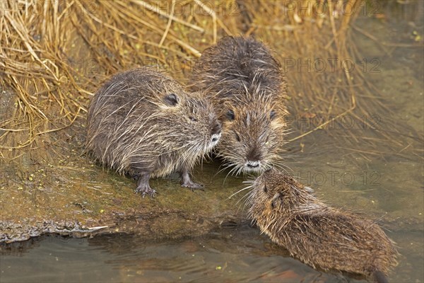 Three Nutria (Myocastor coypus) young animals nudge their snouts together, Wilhelmsburg, Hamburg, Germany, Europe