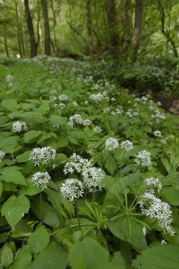 Ramson in bloom in the Kupfertal, Neufels, Neuenstein-Neufels, hiking, recreation, nature, copper, May, spring, wild vegetables, Hohenlohe, Heilbronn-Franken, Baden-Wuerttemberg, Germany, Europe