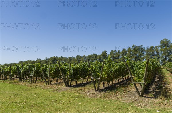 Beautiful vine of European grapes in Uruguayan winery in Canelos region. Moscato grapes