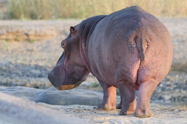 Hippopotamus (Hippopotamus amphibius), adult, standing in the bed of the Olifants River, morning light, Kruger National Park, South Africa, Africa