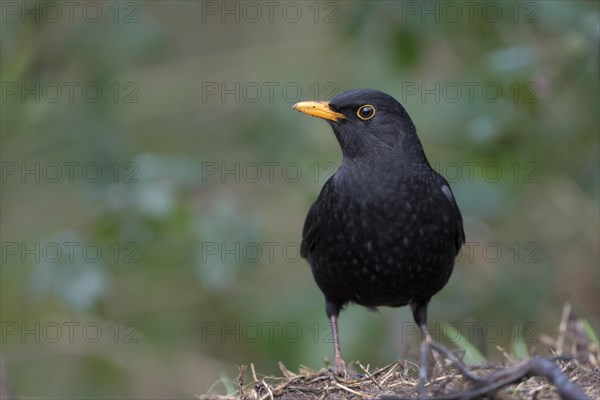 Blackbird (Turdus merula), male, Dingdener Heide NSG, North Rhine-Westphalia, Germany, Europe