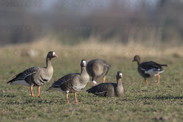 Greater white-fronted goose (Anser albifrons), group of adult birds, Bislicher Insel, Xanten, Lower Rhine, North Rhine-Westphalia, Germany, Europe