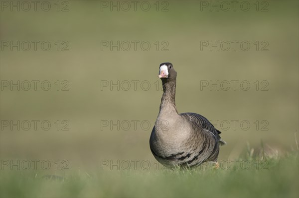 Greater white-fronted goose (Anser albifrons), adult bird, in a meadow, Bislicher Insel, Xanten, Lower Rhine, North Rhine-Westphalia, Germany, Europe