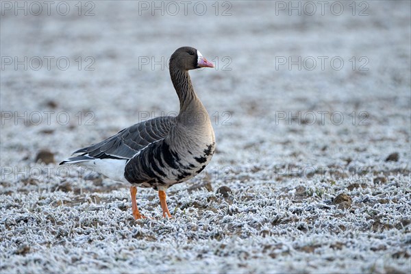 Greater white-fronted goose (Anser albifrons), adult bird, in frost, hoarfrost on the ground, Bislicher Insel, Xanten, Lower Rhine, North Rhine-Westphalia, Germany, Europe