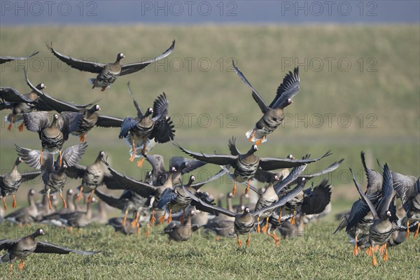 Greater white-fronted goose (Anser albifrons), flock of geese taking off, Bislicher Insel, Xanten, Lower Rhine, North Rhine-Westphalia, Germany, Europe