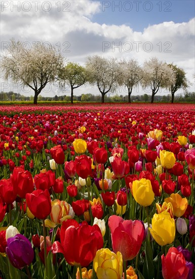 Splendid mixture on the tulip field in front of blossoming fruit trees, Grevenbroich, Lower Rhine, North Rhine-Westphalia, Germany, Europe