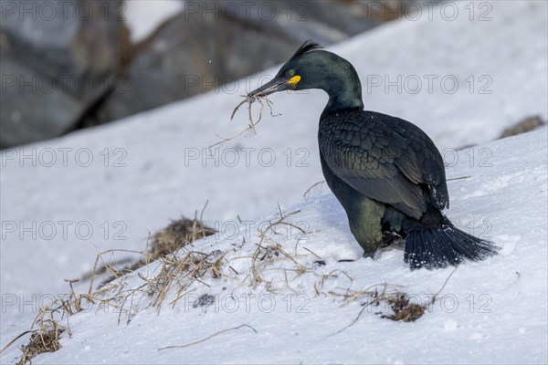 Common shag (Phalacrocorax aristotelis), collects nesting material, feathers, winter, in the snow, Hornoya, Hornoya, Varangerfjord, Finmark, Northern Norway