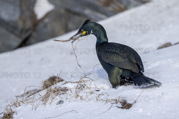 Common shag (Phalacrocorax aristotelis), collects nesting material, feathers, winter, in the snow, Hornoya, Hornoya, Varangerfjord, Finmark, Northern Norway