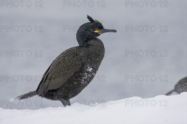 Common shag (Phalacrocorax aristotelis), plumage, winter, snow drift, Hornoya, Hornoya, Varangerfjord, Finmark, Northern Norway