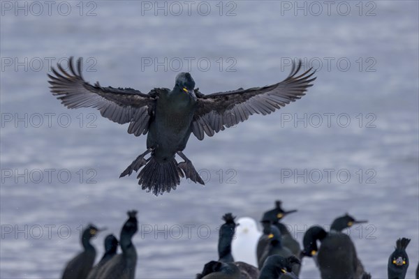 Common shag (Phalacrocorax aristotelis), lands, feather crest, winter, in the snow, Hornoya, Hornoya, Varangerfjord, Finmark, northern Norway