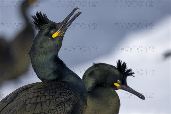 Common shag (Phalacrocorax aristotelis), pair, plumage, winter, in the snow, Hornoya, Hornoya, Varangerfjord, Finmark, Northern Norway