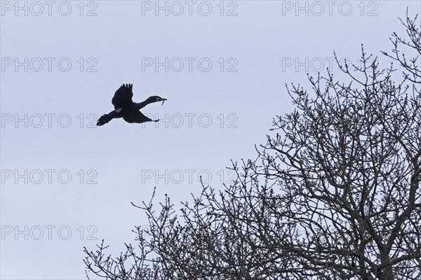 Great cormorant (Phalacrocorax carbo) with prey in its beak, Geltinger Birch, Goldhoeft, Nieby, Schlei, Schleswig-Holstein, Germany, Europe