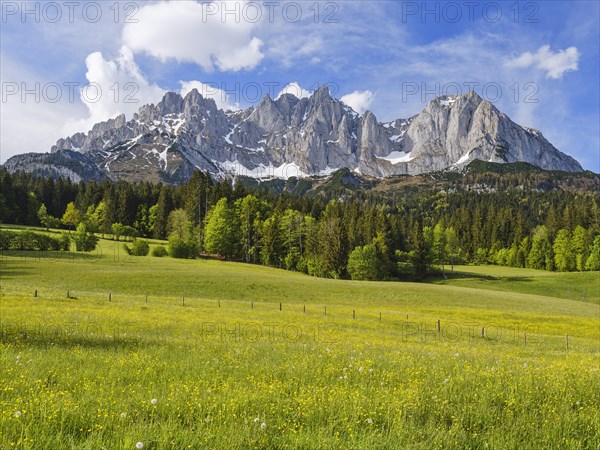 Wilder Kaiser in spring, trees, flower meadow, blue sky, Going am Wilden Kaiser, Tyrol, Austria, Europe
