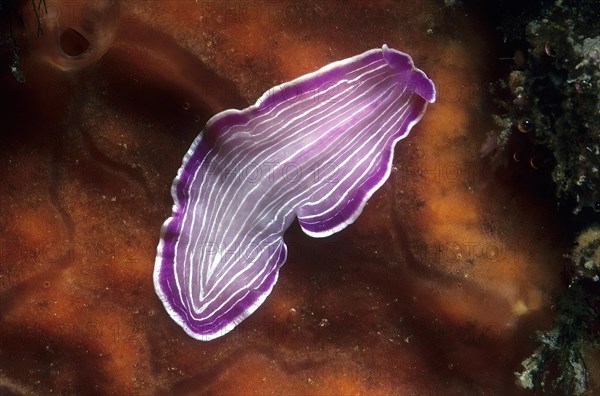 Purple ribbon planarian (Prostheceraeus roseus) Pink striped flatworm with longitudinal stripes like pyjamas crawls over Orange ray sponge (Spirastrella cunctatrix) Red crust sponge, Mediterranean Sea