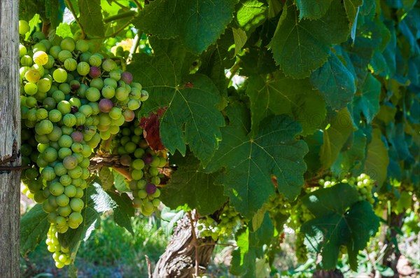 Beautiful vine of European grapes in Uruguayan winery in Canelos region. Moscato grapes