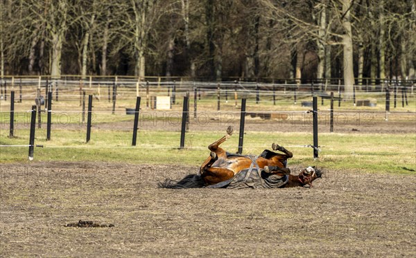 Horses in a paddock in Berlin Frohnau, Berlin, Germany, Europe