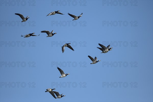 Barnacle goose (Branta leucopsis), group of geese in flight, in front of a blue sky, Bislicher Insel, Xanten, Lower Rhine, North Rhine-Westphalia, Germany, Europe