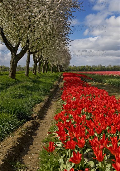 Tulip field and blossoming fruit trees, Grevenbroich, Lower Rhine, North Rhine-Westphalia, Germany, Europe