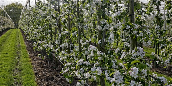 Apple blossom, low-stemmed fruit variety in monoculture, orchard, Neuss, Lower Rhine, North Rhine-Westphalia, Germany, Europe