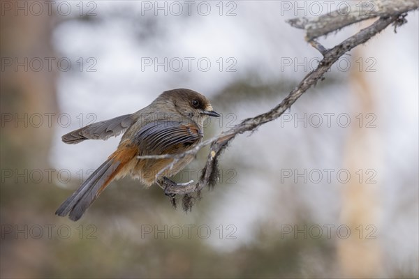 Siberian jay (Perisoreus infaustus), in the snow, Kaamanen, Finland, Europe