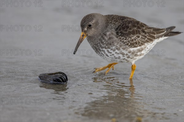 Purple Sandpiper (Calidris maritima), looking at Bivalve, Varangerfjord, Northern Norway