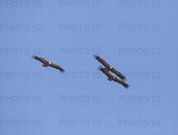 Griffon vulture (Gyps fulvus), Monfraguee National Park, Extremadura, Castilla La Mancha, Spain, Europe