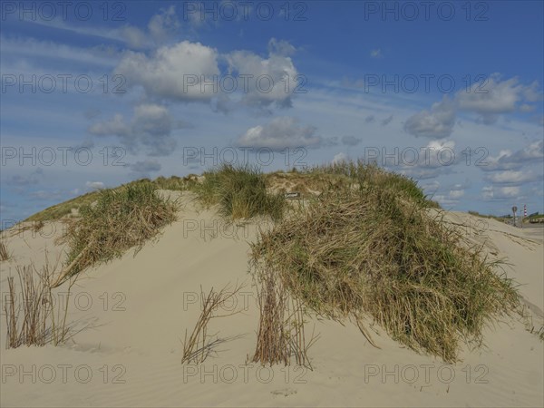 A sand dune with tufts of grass under a blue sky with clouds, clouds on the beach with dunes by the sea, hollum, ameland, the netherlands