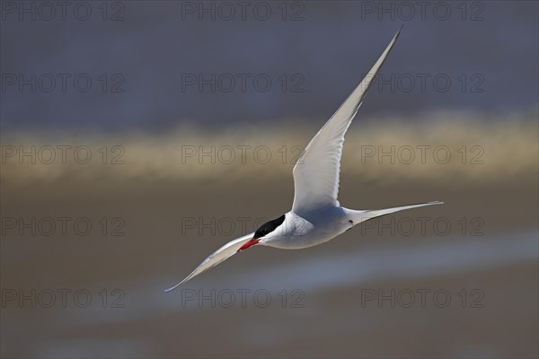 Arctic tern (Sterna paradisaea) in flight, Schleswig-Holstein Wadden Sea National Park, UNESCO World Heritage Site, North Sea coast, Schleswig-Holstein, Germany, Europe