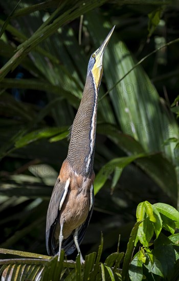 Bare-throated tiger heron (Tigrisoma mexicanum) sitting on a branch, making a long neck, behaviour, Tortuguero National Park, Costa Rica, Central America