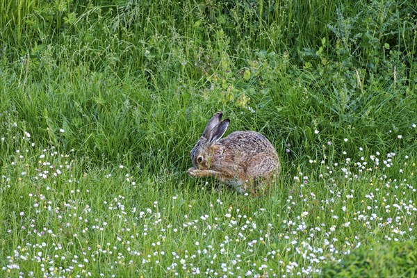 A brown hare (Lepus europaeus) sits in a green meadow surrounded by grass and wildflowers and preens itself, Wismar, Muehlenteich, Mecklenburg-Vorpommern, Germany, Europe