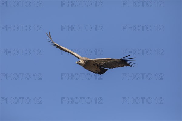 Griffon vulture (Gyps fulvus), Monfraguee National Park, Extremadura, Castilla La Mancha, Spain, Europe