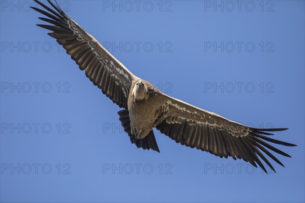 Griffon vulture (Gyps fulvus), Monfraguee National Park, Extremadura, Castilla La Mancha, Spain, Europe