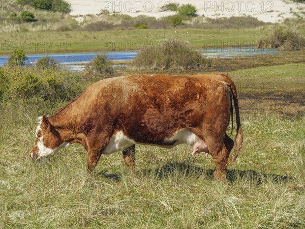 A brown and white cow grazing in a meadow in a natural landscape with plants in the background, cow in the dunes in front of a small, lake, nes, ameland, netherlands