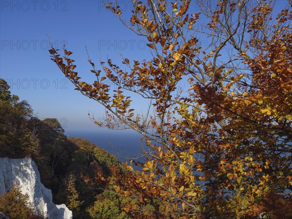 A tree with colourful autumn leaves stands in the foreground in front of a wide view of the sea, autumn leaves and white rocks on the coast with the sea in the background, Ruege, Germany, Europe
