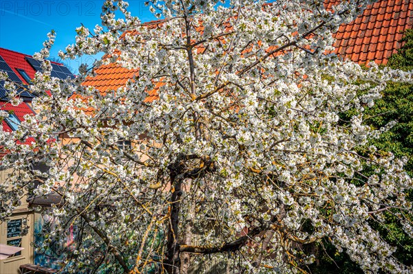The white blossoms of a Cherry tree (Prunus avium) in spring, Jena, Thuringia, Germany, Europe