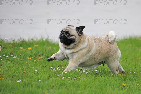 Pug, running