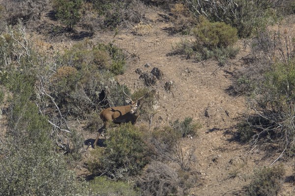 Deer (Cervidae), Monfraguee National Park, Extremadura, Castilla La Mancha, Spain, Europe