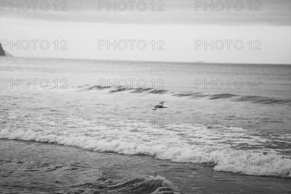 Seagull in flight over waves in the sea. Taken in black and white at Waihi Beach in New Zealand