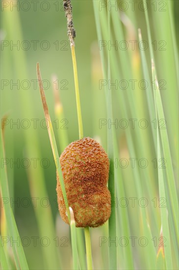 Small cattail or least bulrush (Typha minima), fruit stand, Austria, Europe