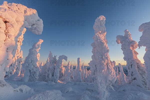 Snow-covered trees in the evening light, Arctic, Taiga, Alaska, USA, North America