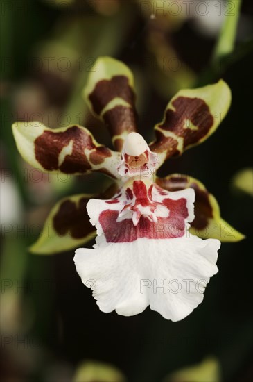 Cambria orchid (Cambria cultivar), flower, houseplant, North Rhine-Westphalia, Germany, Europe
