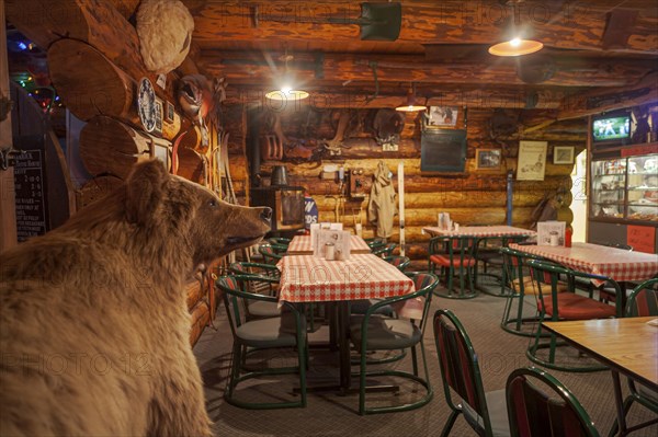 Interior shot of a cosy pub, stuffed bear, tables and chairs, wooden house, Alaska, USA, North America