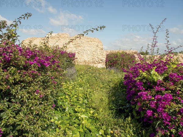 Purple flowering plants amidst green vegetation in front of an old stone wall and blue sky, Purple flowers green plants in front of historical ruins and blue sky, Tunis, Tunisia, Africa