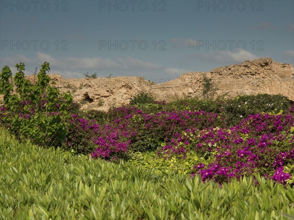 Blooming purple plants surrounded by green in front of ancient ruins in bright weather, Purple flowers green plants in front of historical ruins and blue sky, Tunis, Tunisia, Africa