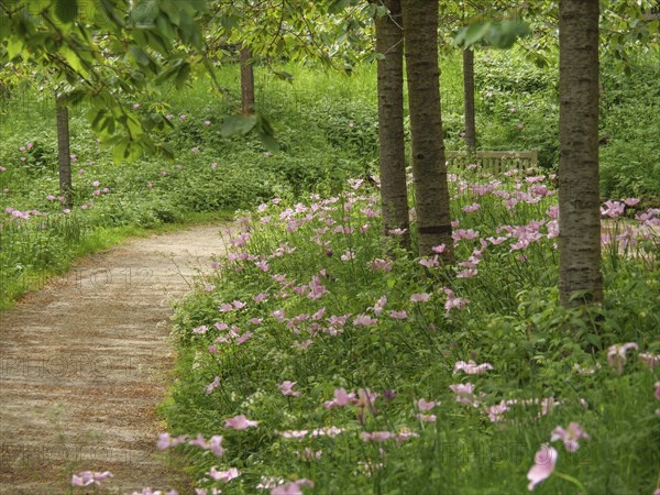 A quiet forest path with blooming pink flowers and green bushes, small, winding path between green plants and small trees, newcastle, England, United Kingdom, Europe