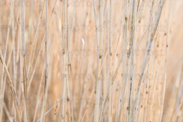 Common reed (Phragmites australis), or reed, close-up of dry focussed and blurred stems in beige, still life, still life, blurred natural background with other plants, sunny day in spring, Lueneburg Heath, Lower Saxony, Germany, Europe