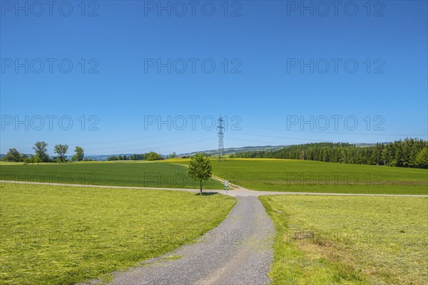 A clear summer day with a path through green fields and meadows, surrounded by trees and a power pole in the background, Neuenkirch, Lucerne, Switzerland, Europe